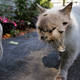 Illustration for article titled These 8 Double-Headed Animals Are the Saddest Weirdest Things